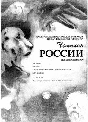 Вязка басенджи в Москве — цены на случку собак породы басенджи