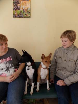 Вязка басенджи в Москве — цены на случку собак породы басенджи